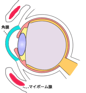 目の断面図